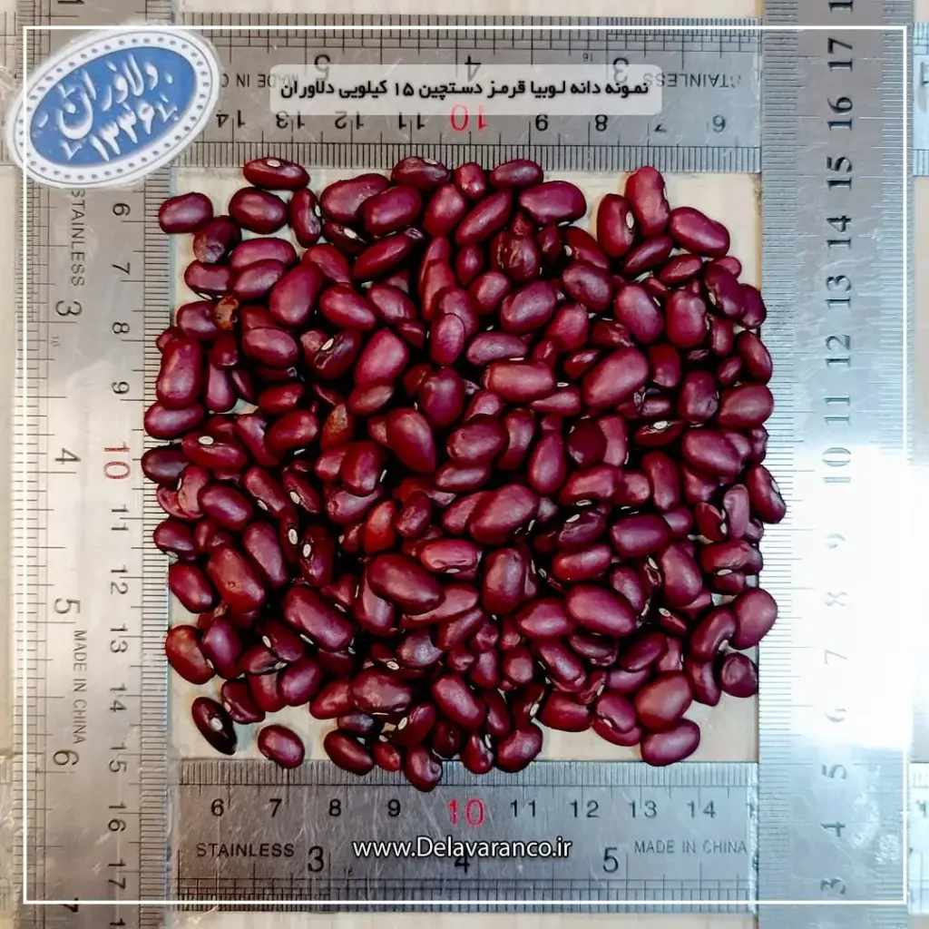 نمونه دانه لوبیا قرمز دستچین دلاوران