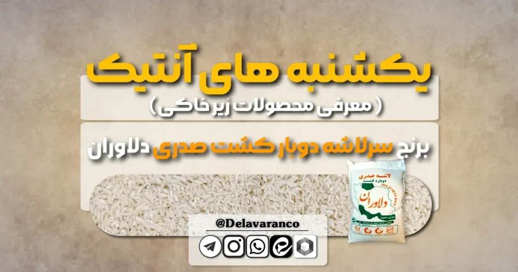 برنج سرلاشه دوبار کشت صدری ۱۰ کیلویی دلاوران -آنتیک دلاوران-برنج ایرانی-حبوبات و برنج دلاوران