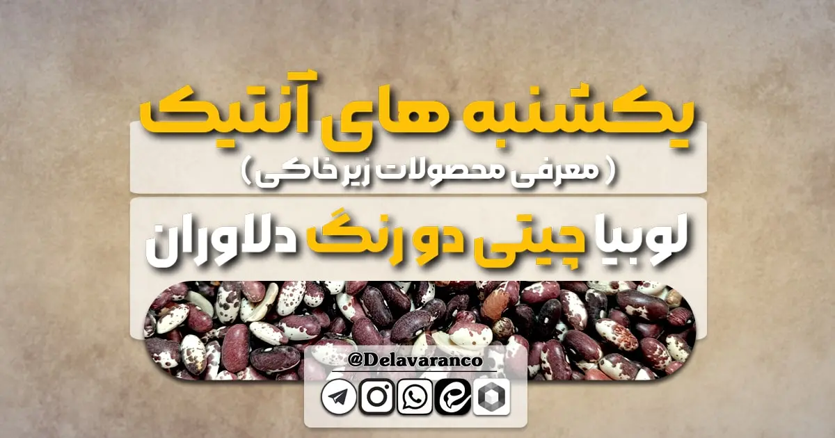 لوبیا چیتی دورنگ دلاوران-آنتیک دلاوران-حبوبات دلاوران